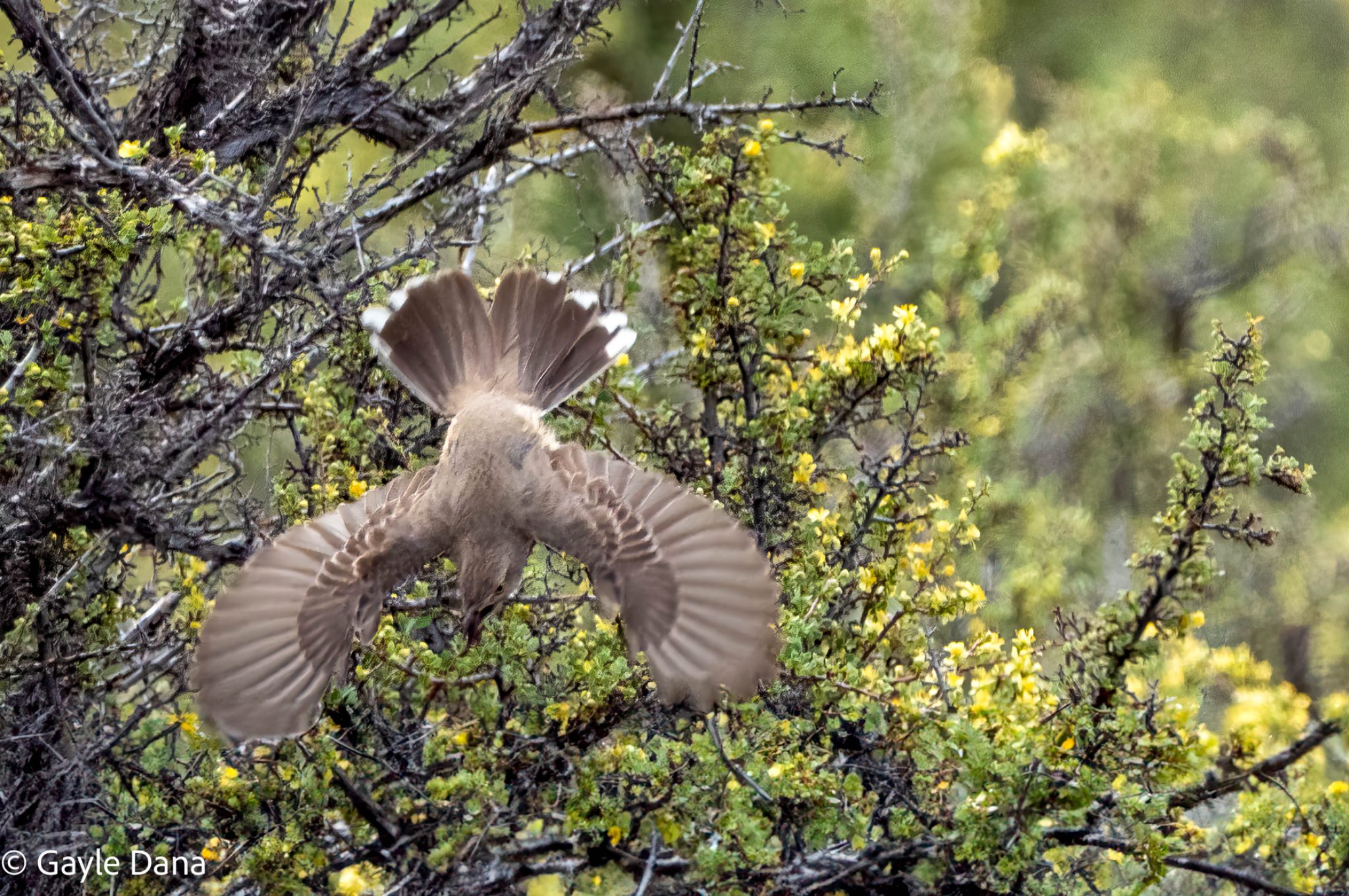 Sage Thrasher in Flight
